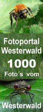 Fotoportal Westerwald - 1000 TOP-Fotos aus dem Westerwald WW im Fotoportal Westerwald